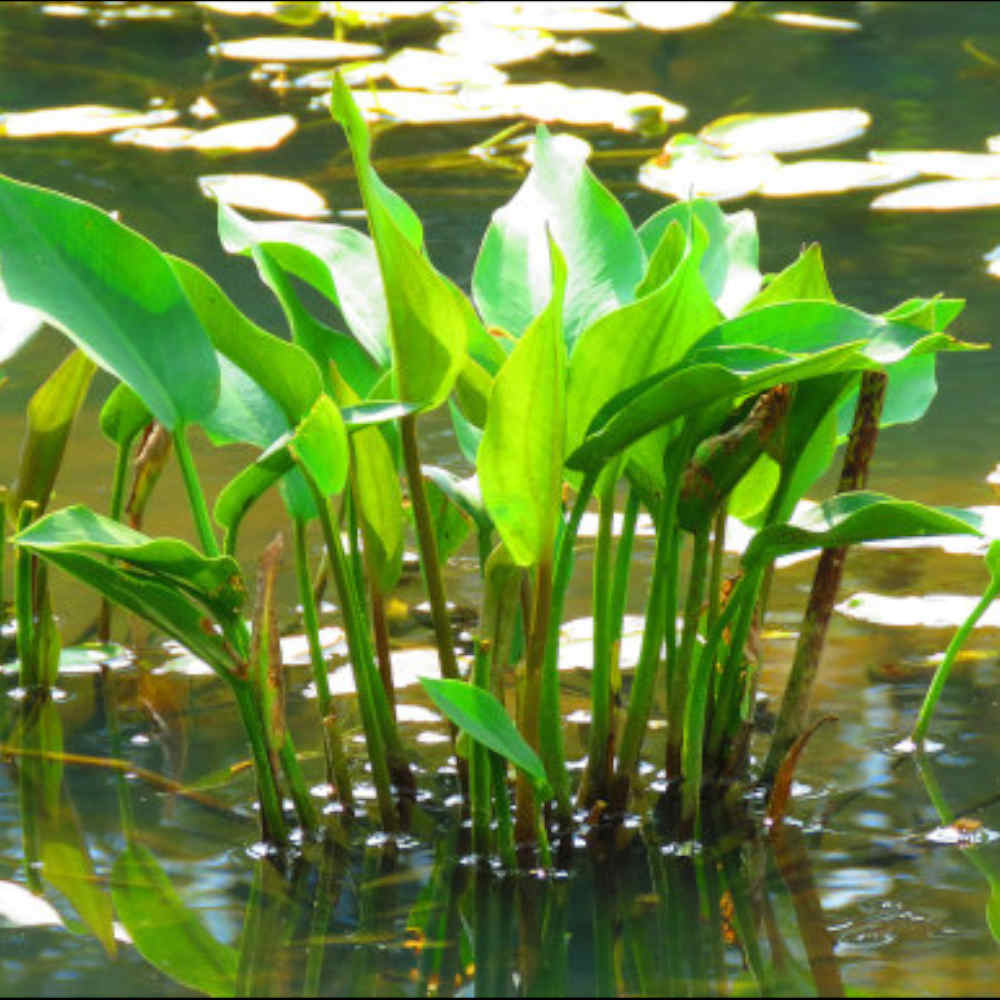 Baldellia Ranunculoides - Lesser Water Plantain In A 9cm Pot