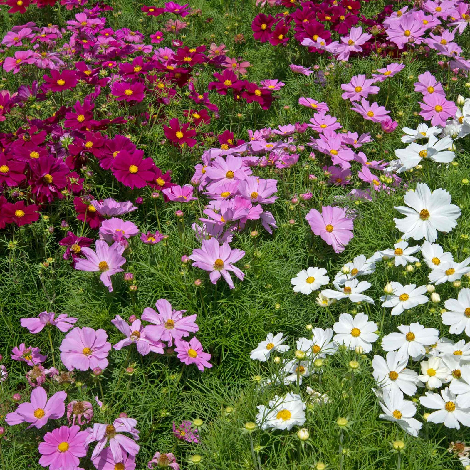 Cosmos 'apollo Mixed' Dwarf Agm Pollinator-friendly | 20 x Pro Grower Plugs | Multi Colour