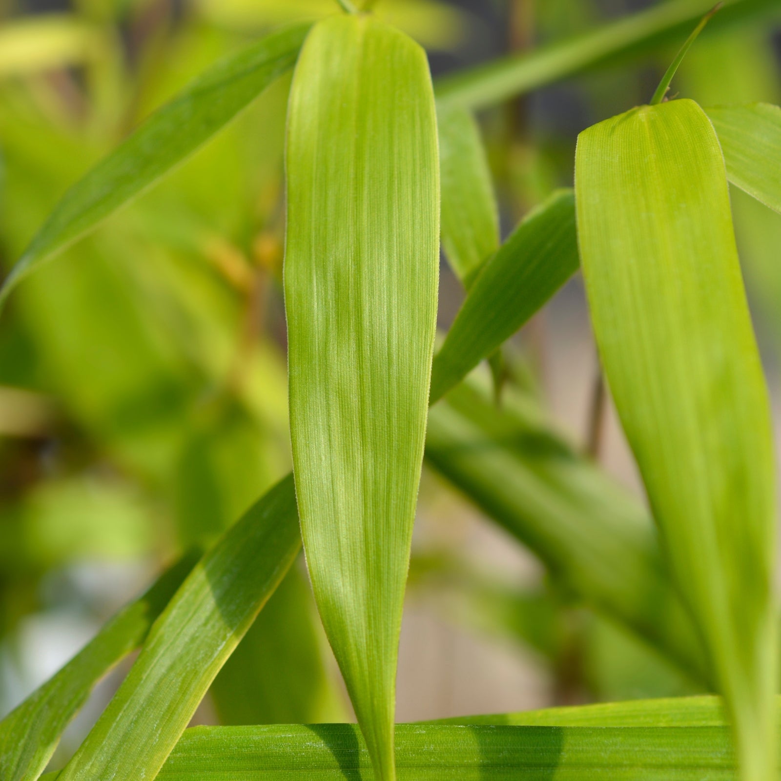 Umbrella Bamboo - 3 Pcs. - Fargesia 'asian Wonder' - Height 25-40cm - ⌀13cm | Set of 3 | Red