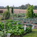 Large Allotment Seed Collection - 25 Vegetable Varieties | 25 Seeds | Multi