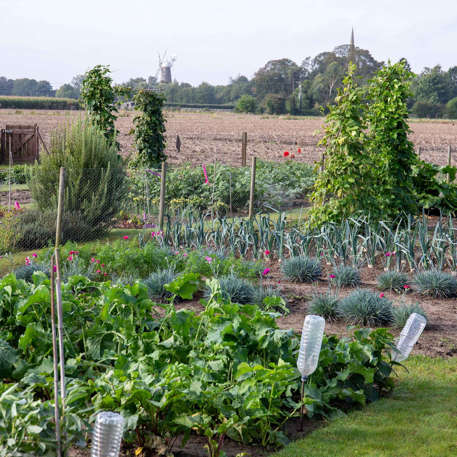 Large Allotment Seed Collection - 25 Vegetable Varieties | 25 Seeds | Multi