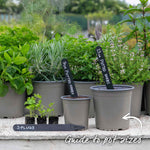 Parsley 'moss Curled' Plant 35 Cm Biennial | 6 x Plug Plants | Green