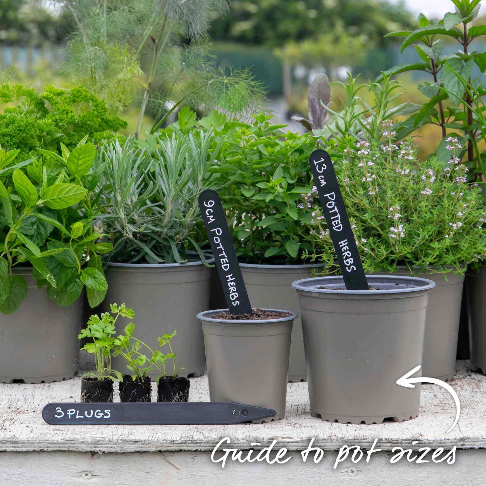 Parsley 'moss Curled' Plant 35 Cm Biennial | 3 x Plug Plants | Green