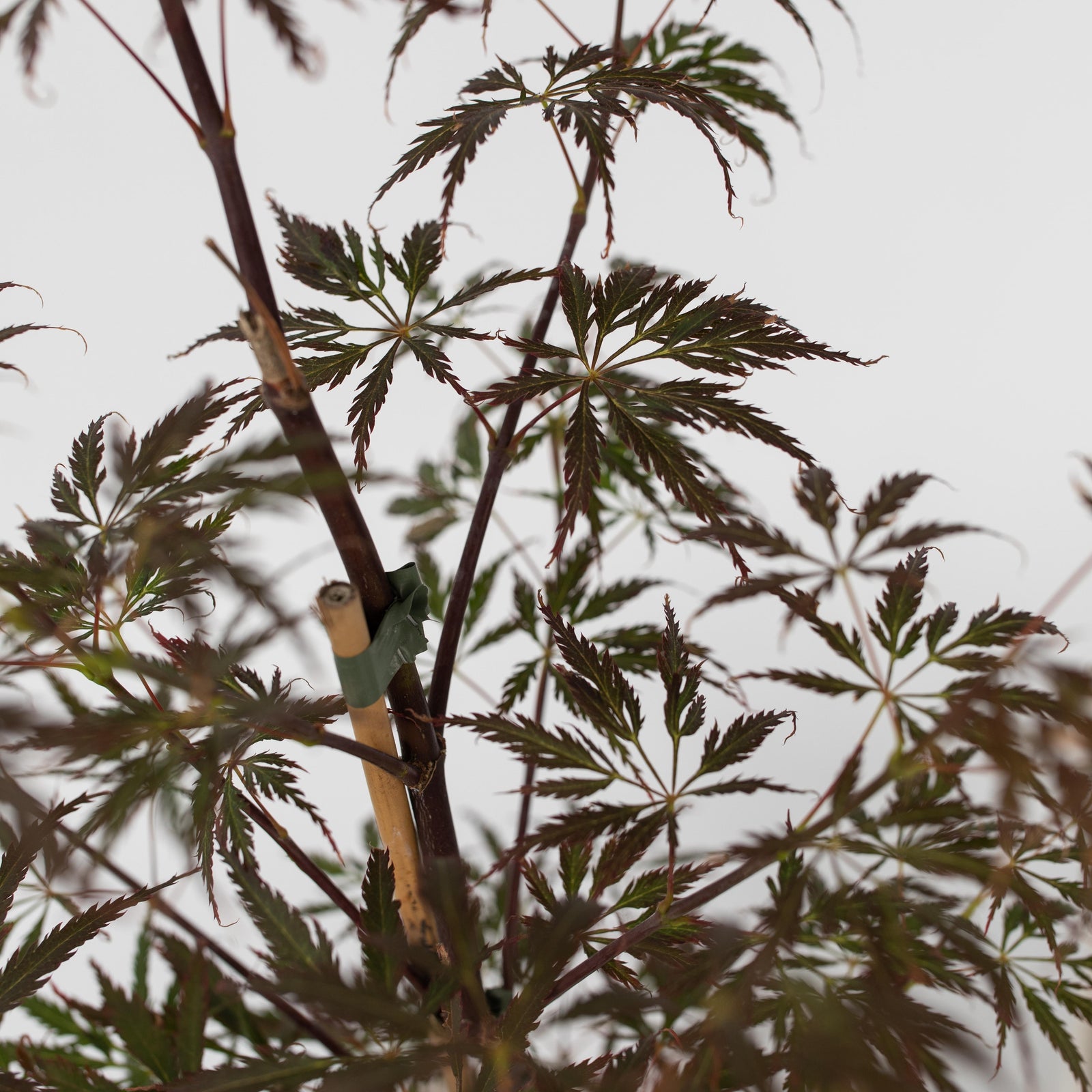 Japanese Maple - Acer Palmatum 'Garnet' - Height 60-70cm - ⌀19cm | Set of 2 | Red