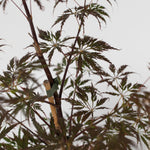 Japanese Maple - Acer Palmatum 'Garnet' - Height 60-70cm - ⌀19cm | Set of 1 | Red