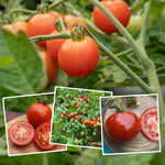Grafted Blight-resistant Tomato Collection 7cm Plants | Set of 3