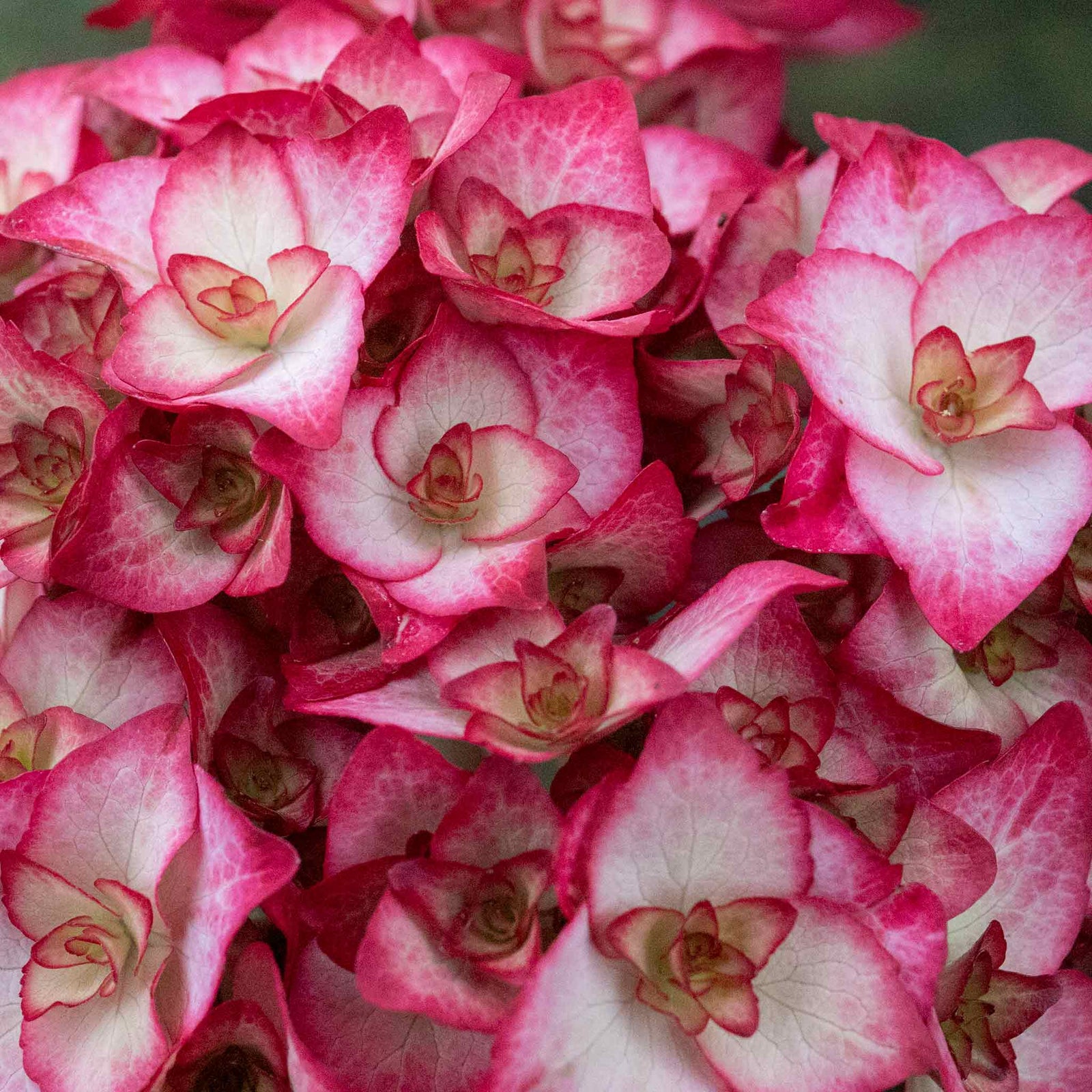 Hydrangea Macrophylla 'miss Saori' Double Pink-edged Mophead Shrub | 1 x 3L | Pink