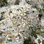 Choisya 'white Dazzler' Evergreen Shrub | 1 x 9cm | Green & White
