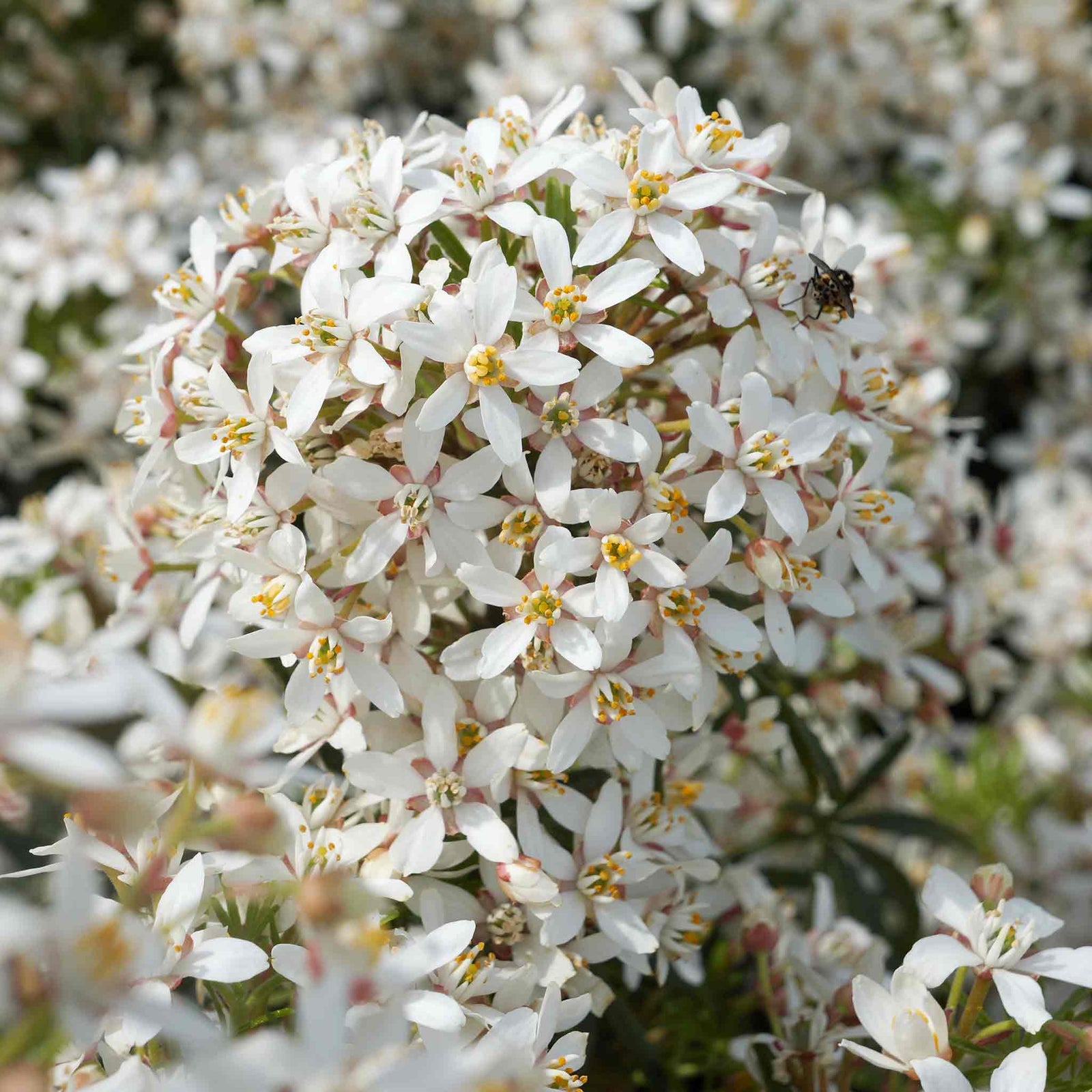 Choisya 'white Dazzler' Evergreen Shrub | 1 x 9cm | Green & White