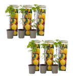 Wild Raspberry - Rubus Idaeus 'Fallgold' - Height 25-40cm - ⌀9cm | Set of 6 | Yellow