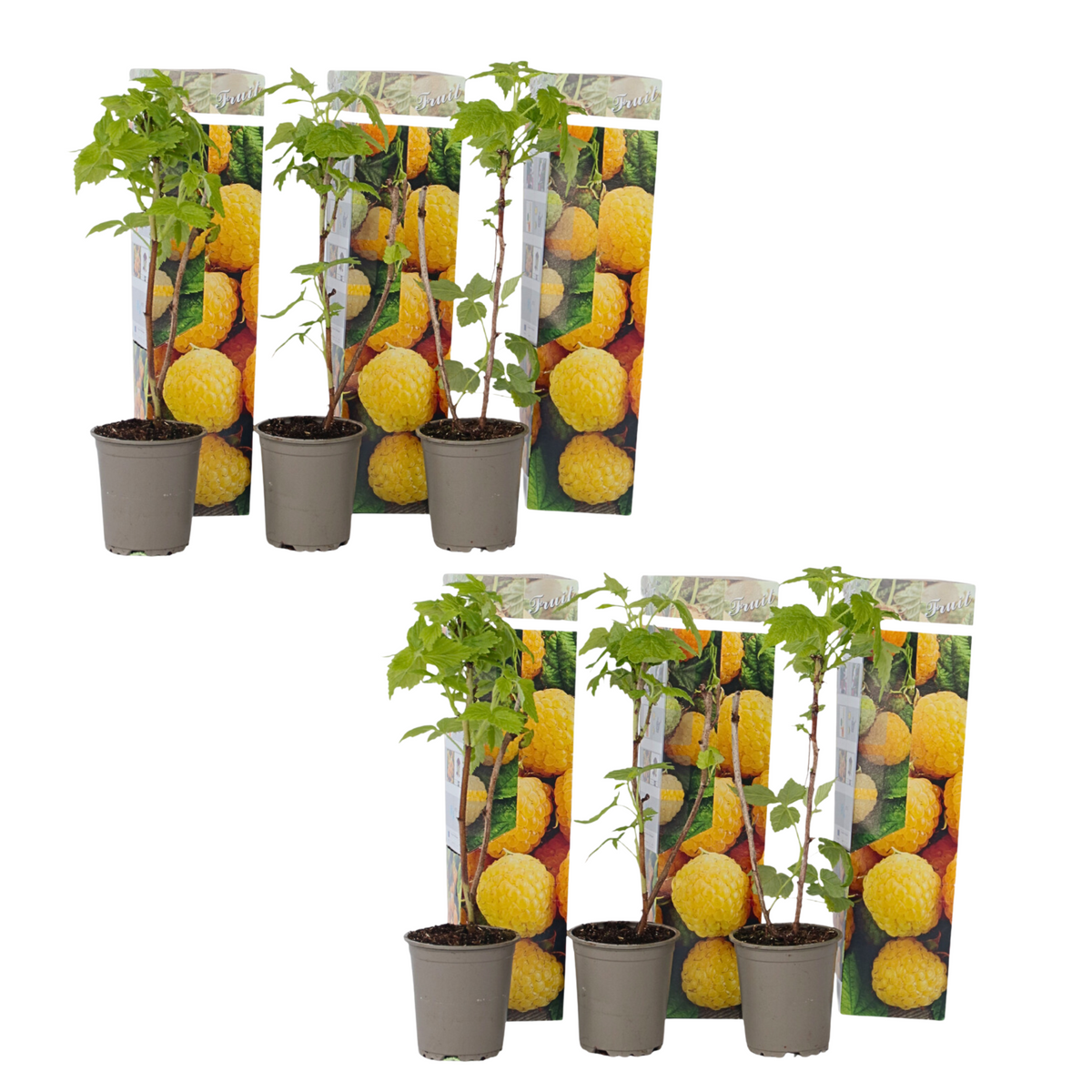Wild Raspberry - Rubus Idaeus 'Fallgold' - Height 25-40cm - ⌀9cm | Set of 6 | Yellow