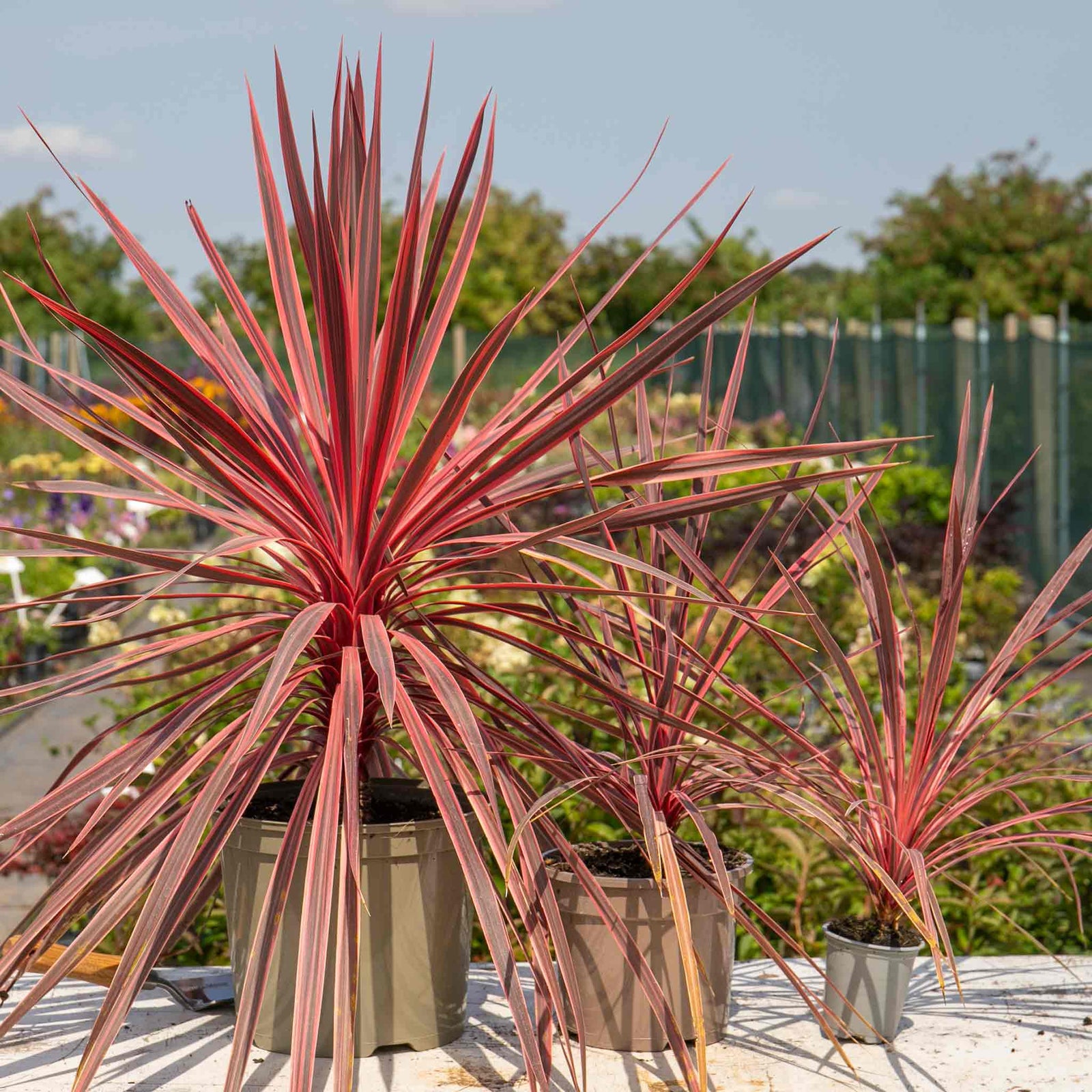 Cordyline 'charlie Boy' - Pink And Burgundy Foliage, Hardy Evergreen 9cm | 1 x 9cm | Pink