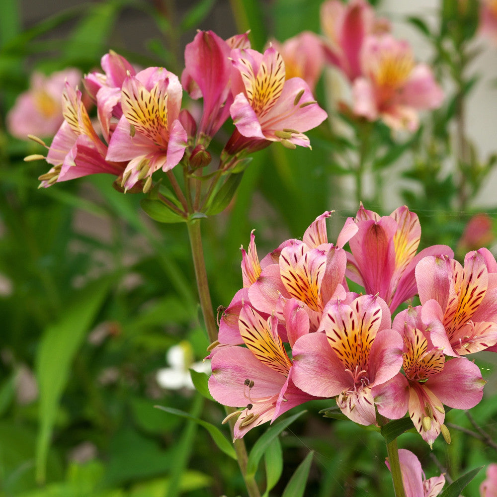 Hayloft Alstroemeria Royal Signature Collection - Set Of 3 Plants In 9cm Pots