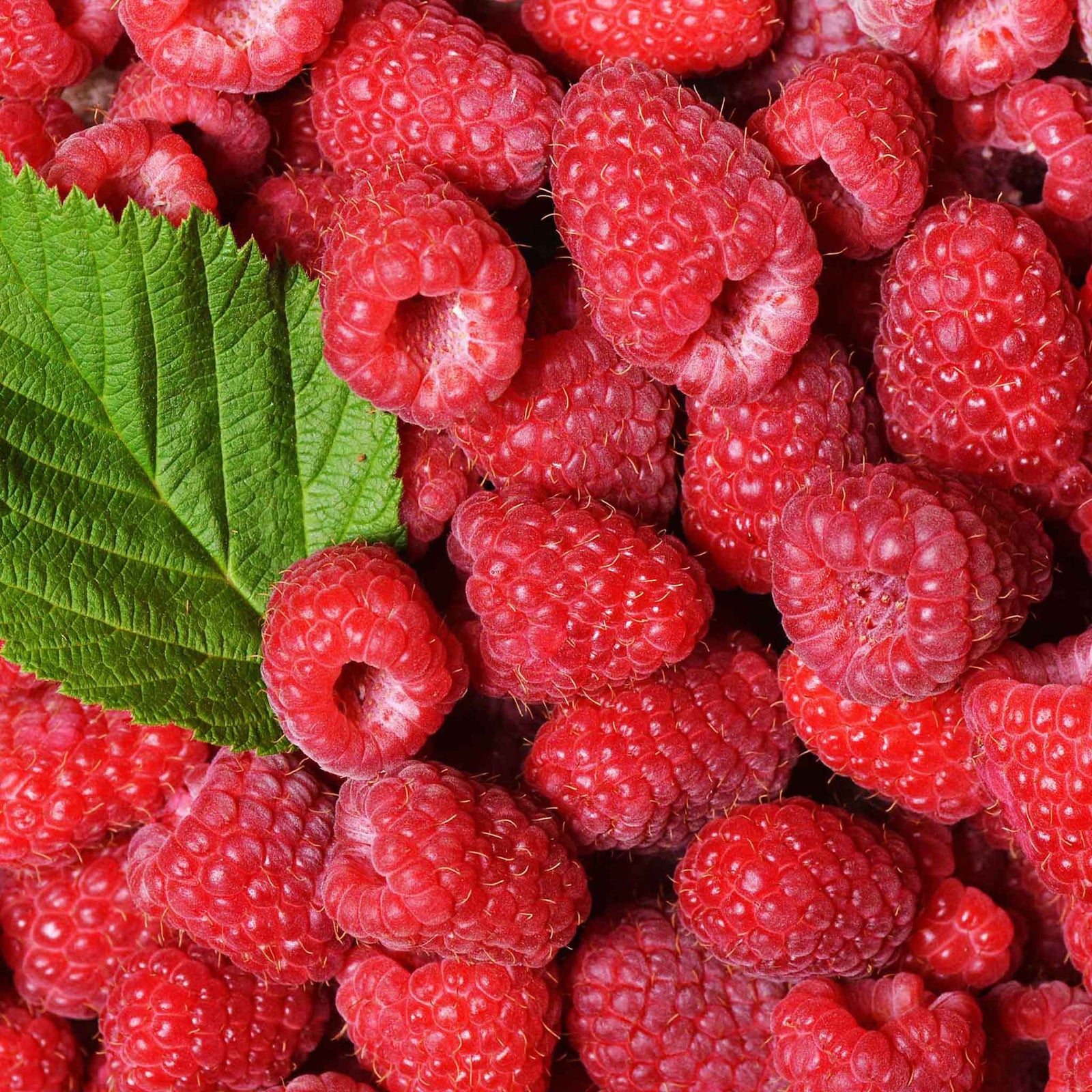 Thornless Raspberry 'autumn Treasure' Primocane Large Fruit | 10 x Bare Root | Red