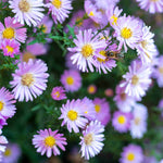 Aster Autumn Tapestry Collection - 9cm Pots | 5 x 9cm | Mixed
