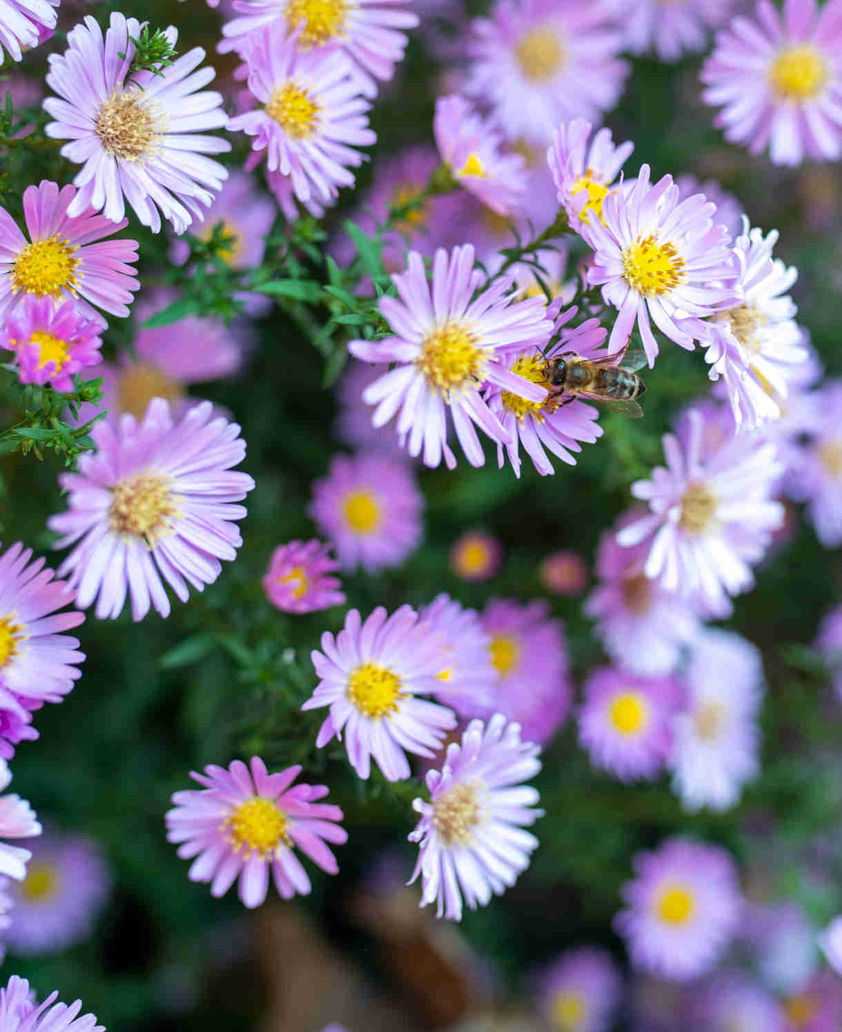 Aster Autumn Tapestry Collection - 9cm Pots | 5 x 9cm | Mixed