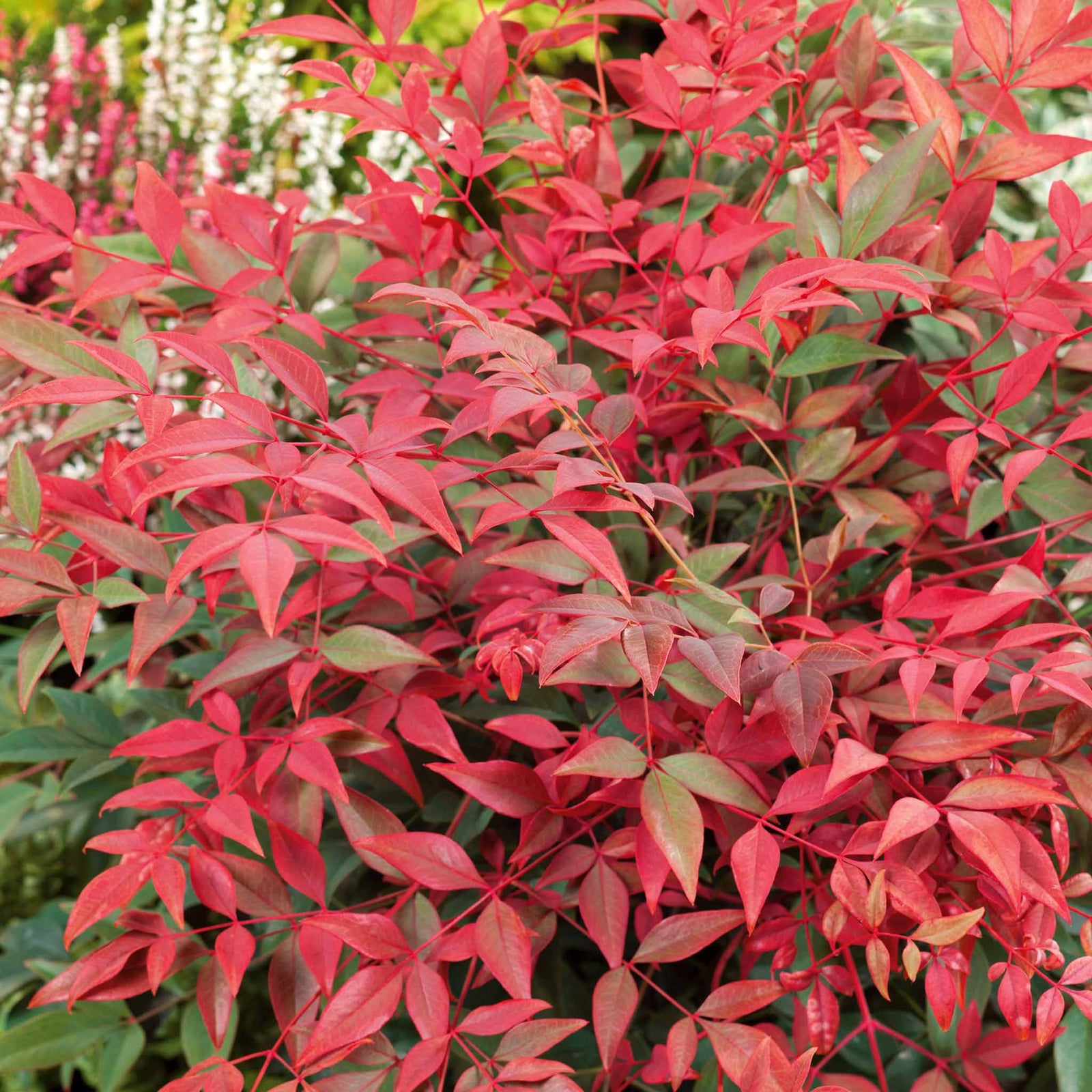 Nandina Domestica 'obsessed' Compact Evergreen For Containers And Borders | 1 x 3L | Red