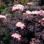 Direct Plants Sambucus Nigra Black Lace Shrub Attractive Acer Like Foliage Plant 3 Litre Pot
