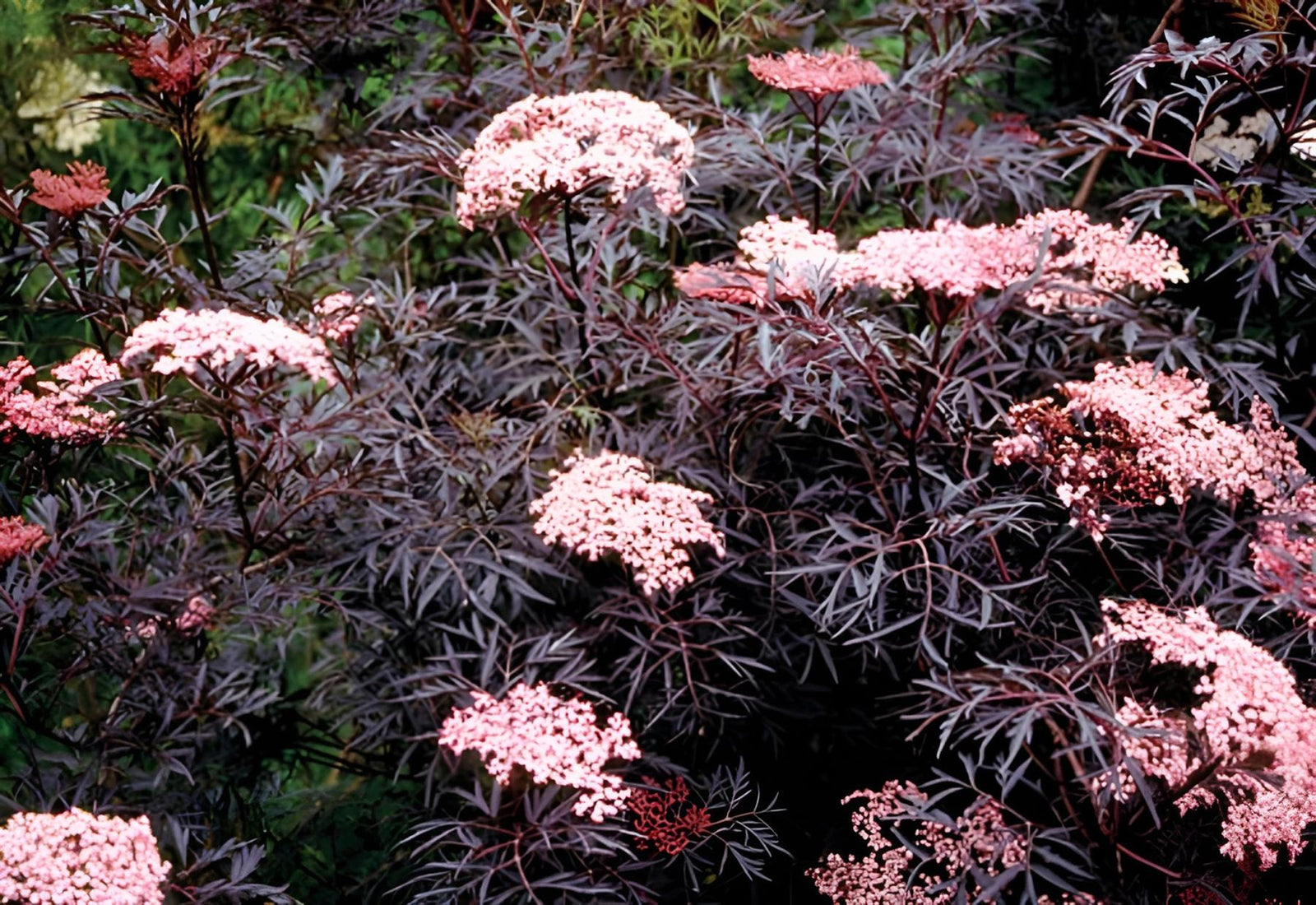 Sambucus Nigra Black Lace Shrub Attractive Acer Like Foliage Plant 3 Litre Pot