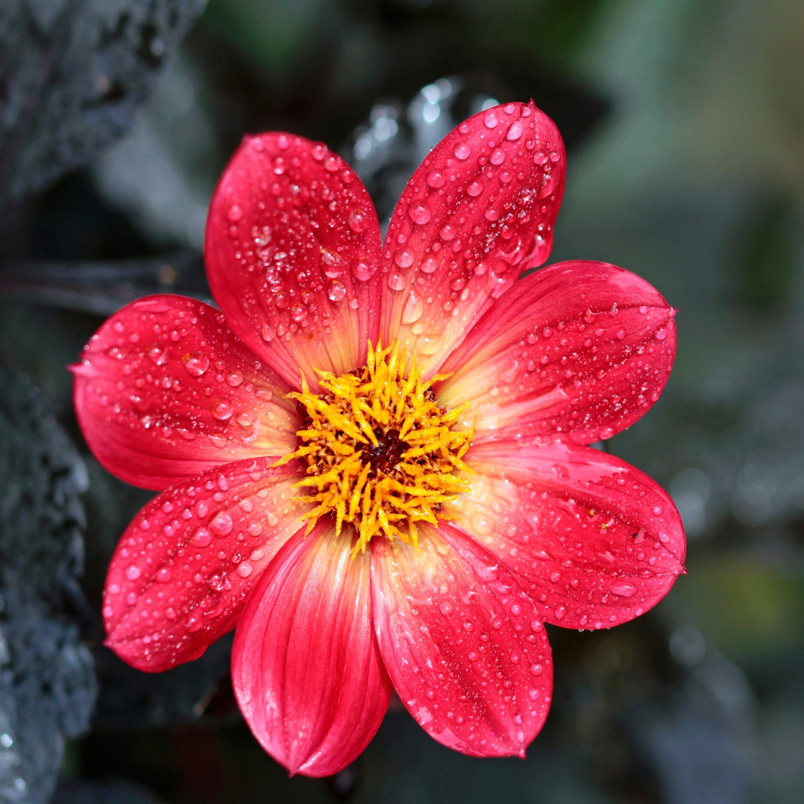 Dahlia 'pulp Ficiton' - 3l Pot | 1 x 3L | Red