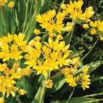 Spring Flowering Bulb Bonanza Collection - 50 Bulbs