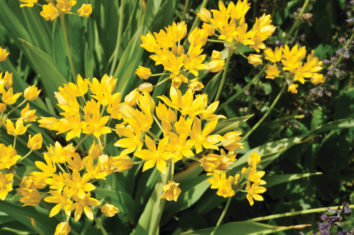 Spring Flowering Bulb Bonanza Collection - 50 Bulbs