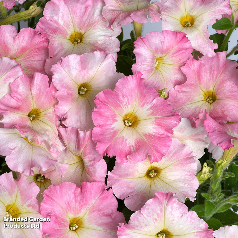 Petunia Vintage Pastel Pink Alenka F1 Garden Ready Plants For Baskets & Containers | 24 x Garden Ready Plants