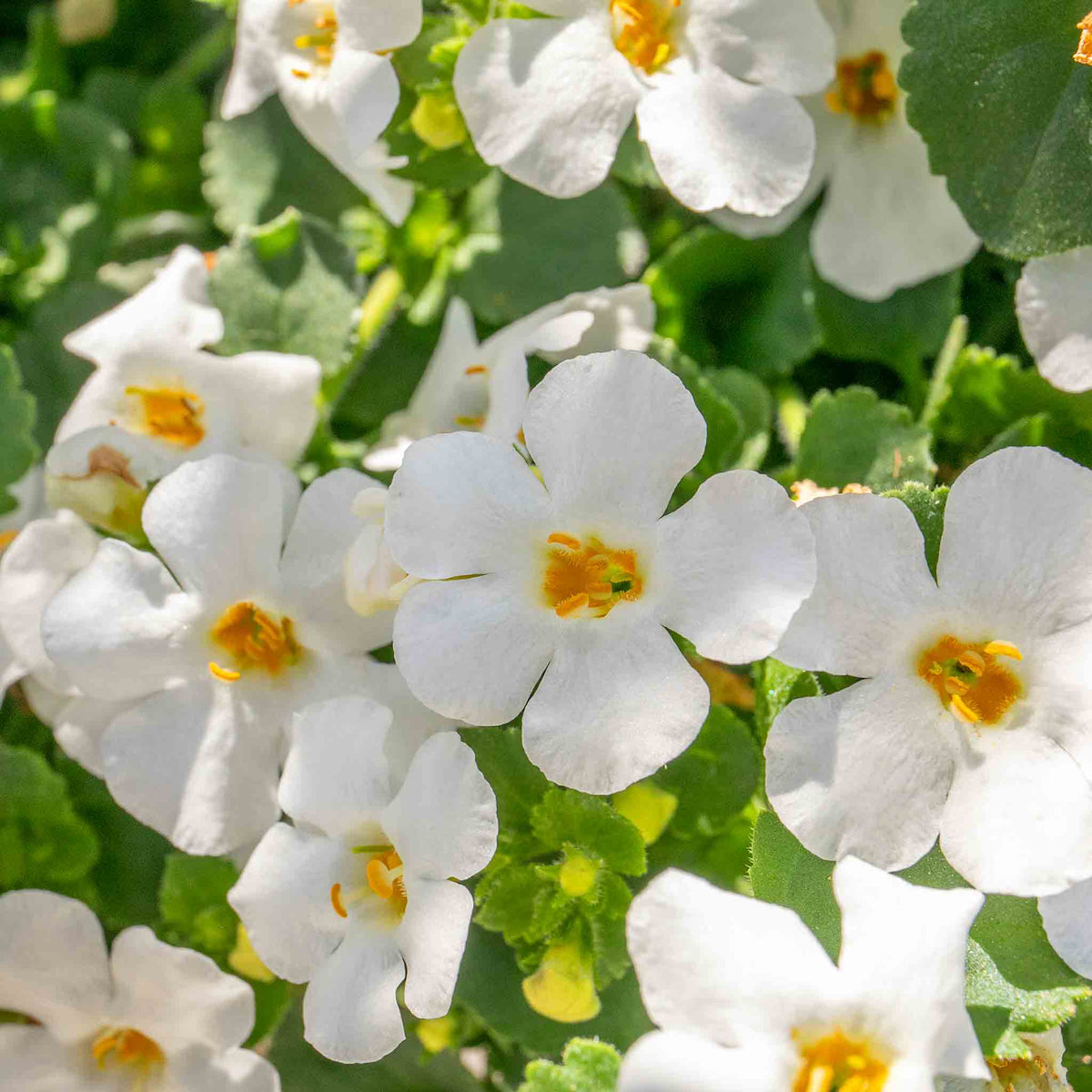 Bacopa 'megacopa White' - Extra-large White Flowers | 12 x Plug Plants | White