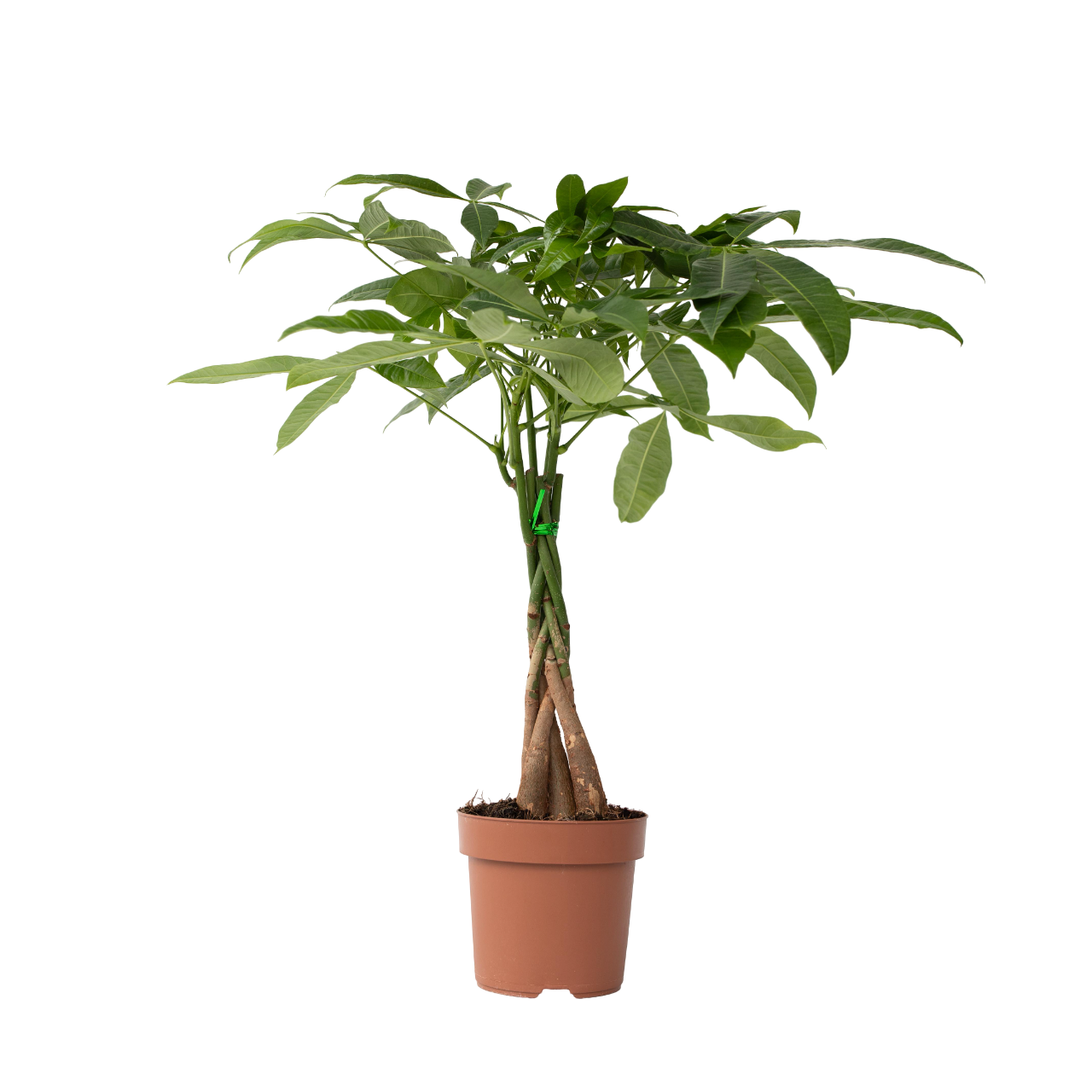 Money Tree Plant - Pachira Aquatica - Height 60-70cm - ⌀17cm | Set of 1 | Green