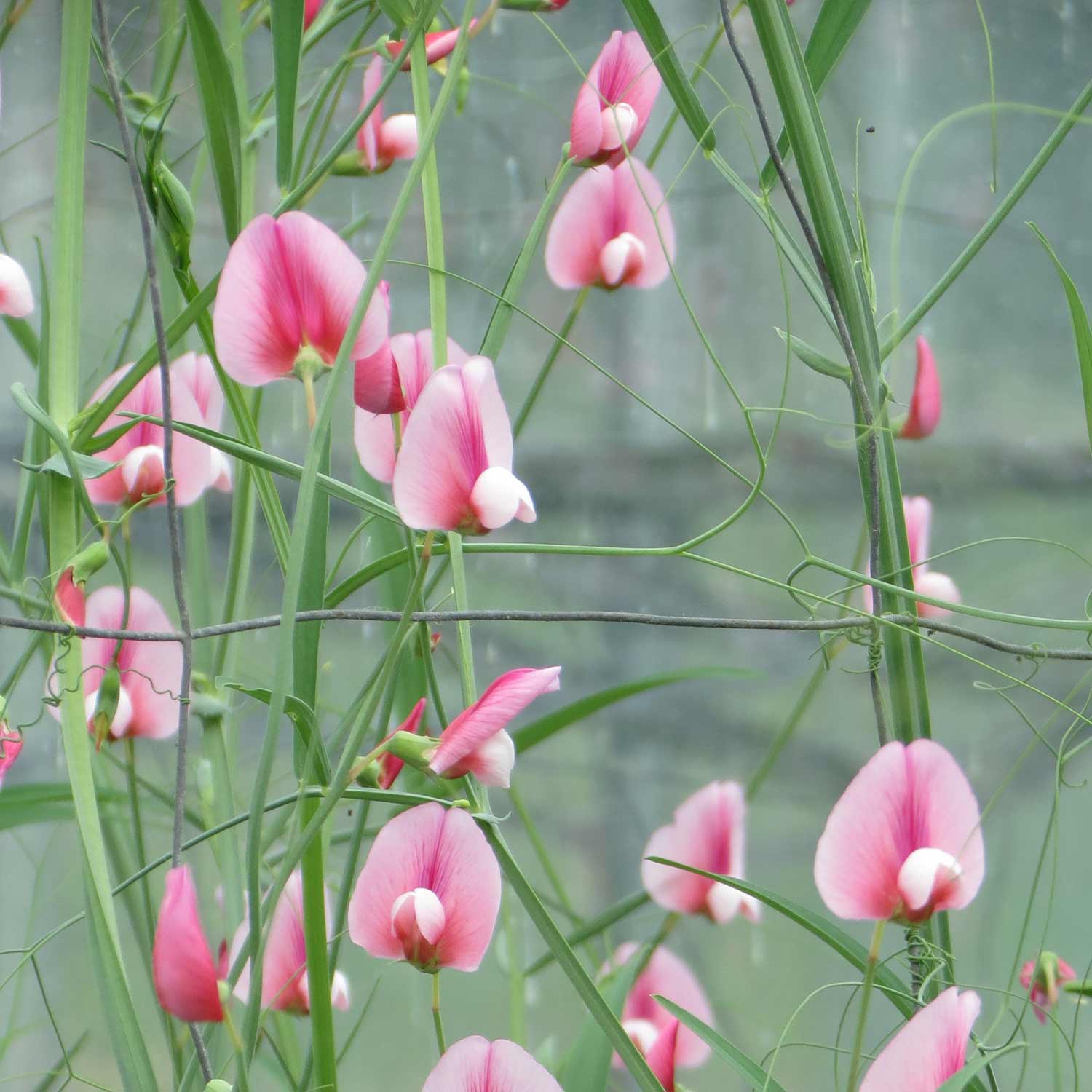 Lathyrus 'roseus Pink' (tangier Pea) | 21 Seeds