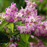 Dwarf Fragrant Beauties Collection - Set Of 3 Plants In 9cm Pots