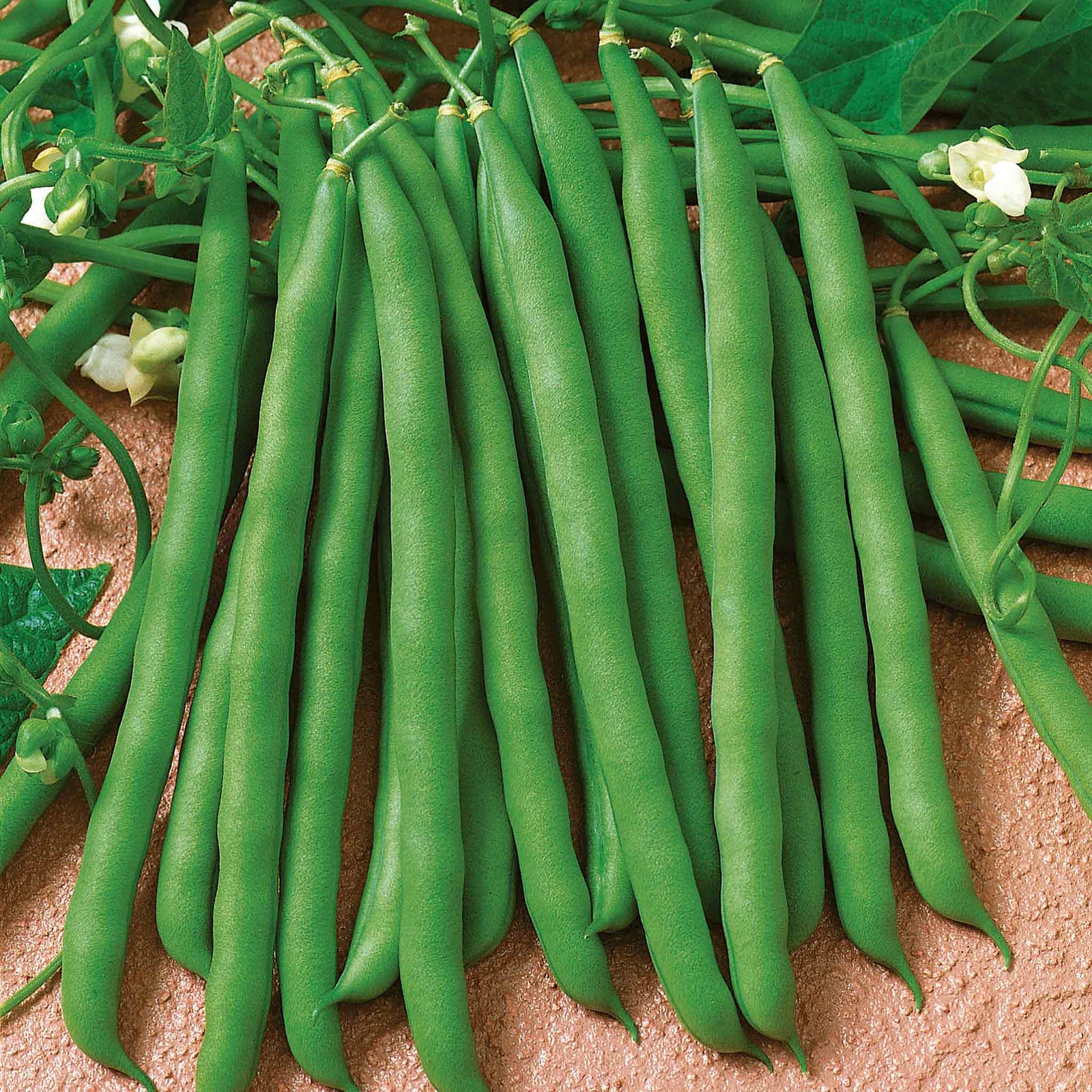 Climbing Blue Lake French Bean Plants Garden Ready Plants | 12 x Garden Ready Plugs | Green