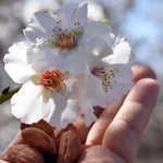 Almond Tree Self-fertile Bare Root | 1 x Bare Root