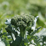 Broccoli Calabrese Slender Stem | 12 x Garden Ready Plugs | Green
