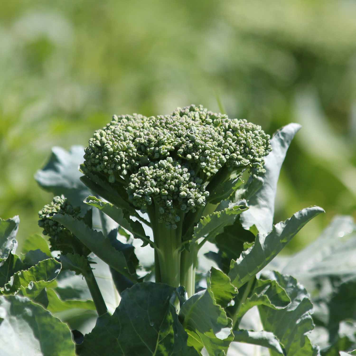 Broccoli Calabrese Slender Stem | 12 x Garden Ready Plugs | Green