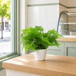 30cm Artificial Potted Lady Fern