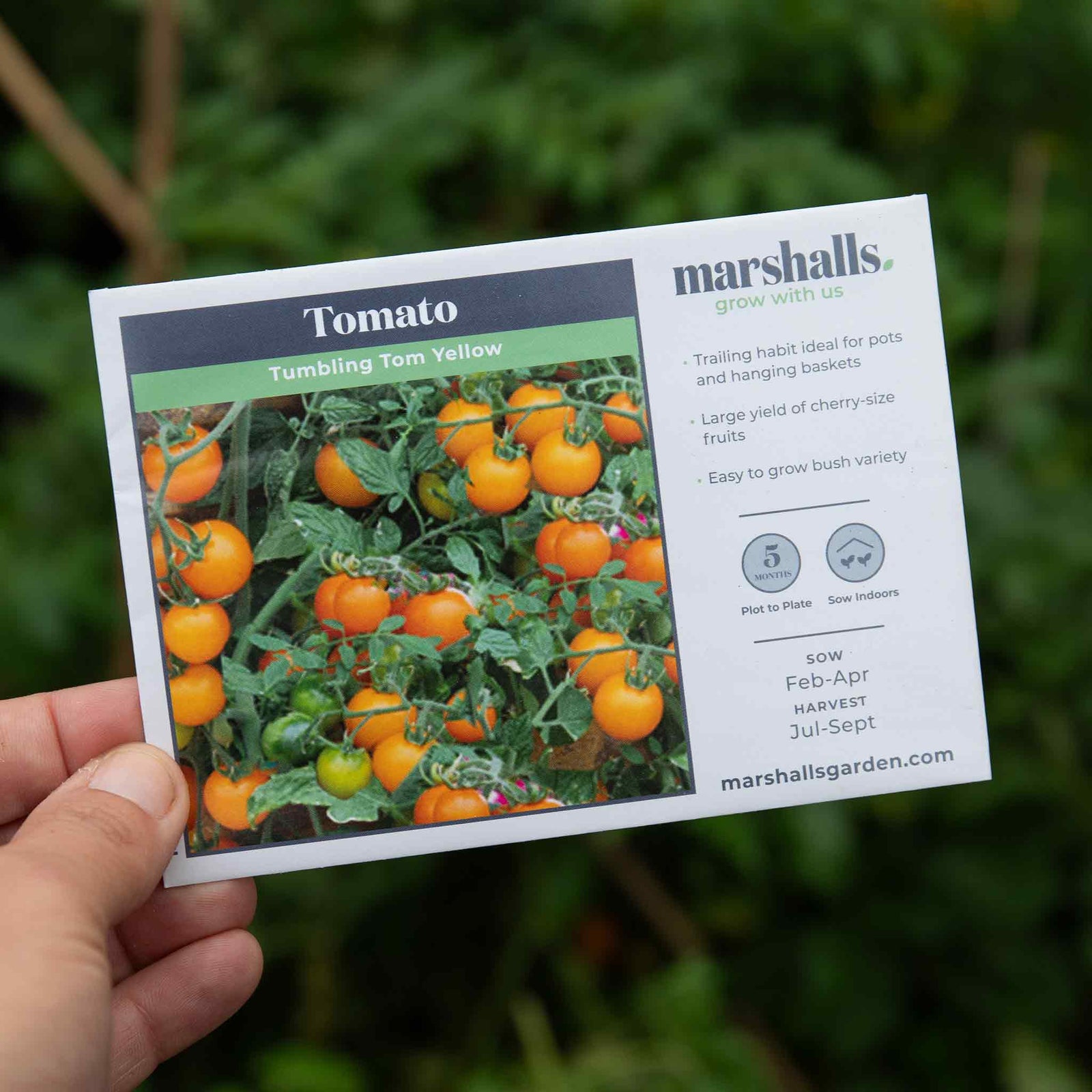 Tumbling Tom Yellow Tomato Seeds | 10 Seeds