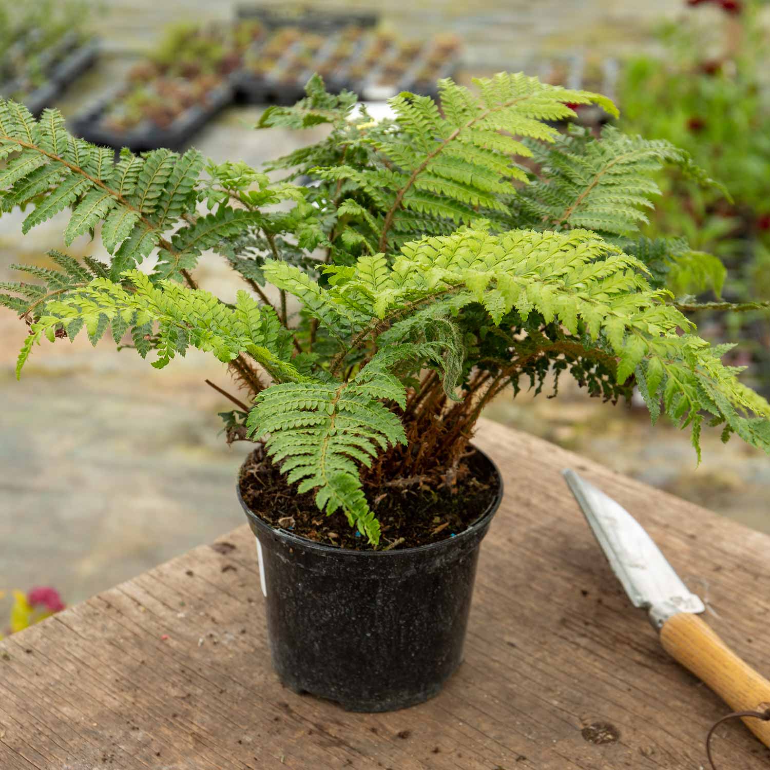 Japanese Lace Fern (evergreen, Rhs Agm) | 1 x 9cm | Green