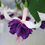 Epic Double Fuchsia Collection - 9 Young Plant 3 Of Each