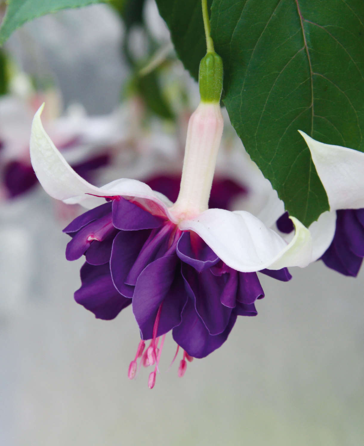 Epic Double Fuchsia Collection - 9 Young Plant 3 Of Each