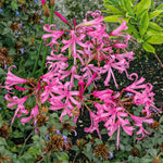 Nerine Bowdenii Bulbs 5-pack Pink Late-summer Blooms | 5 x Bulbs | Pink