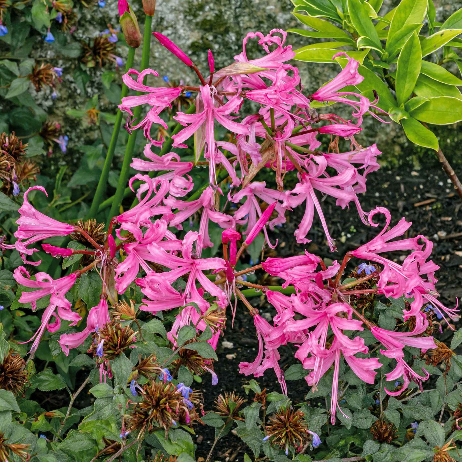 Nerine Bowdenii Bulbs 5-pack Pink Late-summer Blooms | 5 x Bulbs | Pink