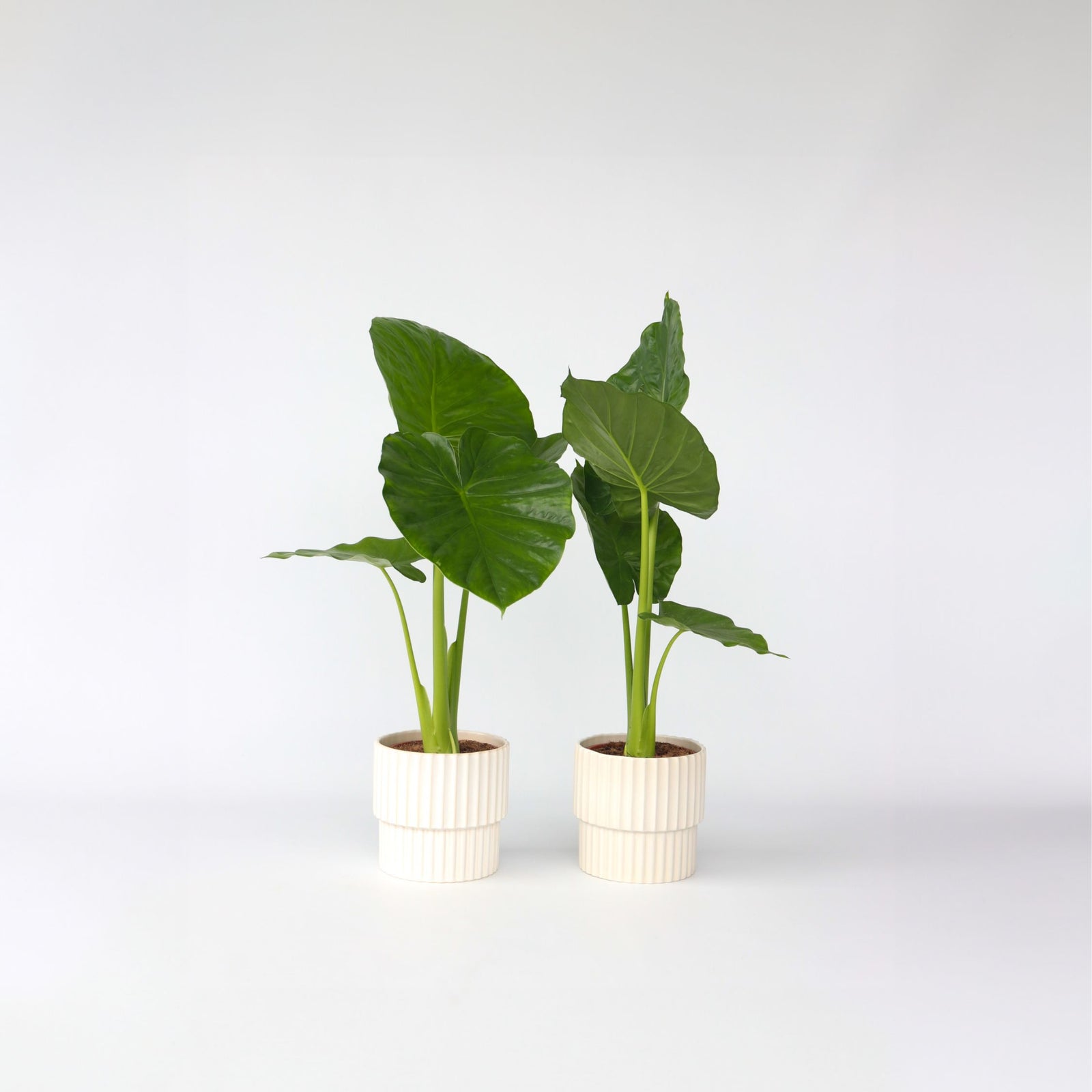 Elephant's Ear - 2 Pcs. - Alocasia 'odora' - Height 55-75cm - ⌀17cm | Set of 2 | Pink