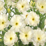 Ranunculus Butterfly Blush Collection - Tubers | Set-of-3 | Multi