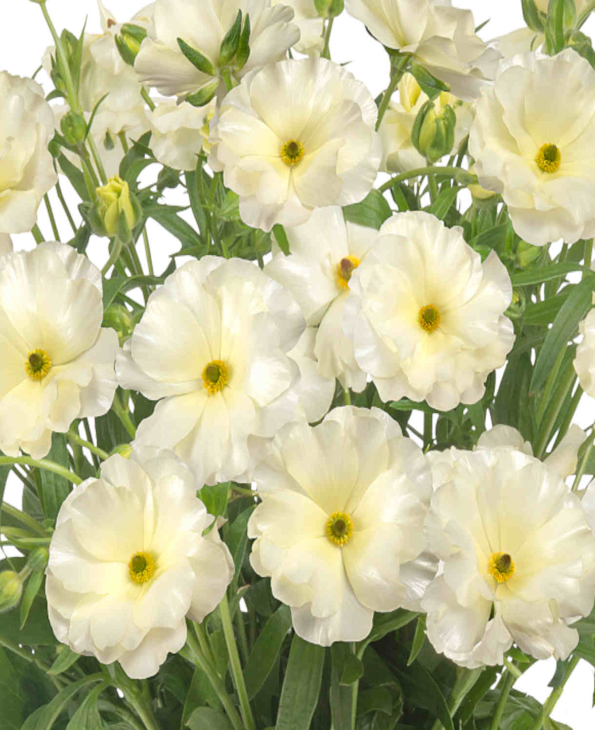 Ranunculus Butterfly 'graces' - Tubers | Set-of-6 | Cream