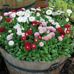 Marshalls Garden Best Selling Mix - 48 Garden-ready Plugs, Autumn & Winter Bedding Marshalls Garden