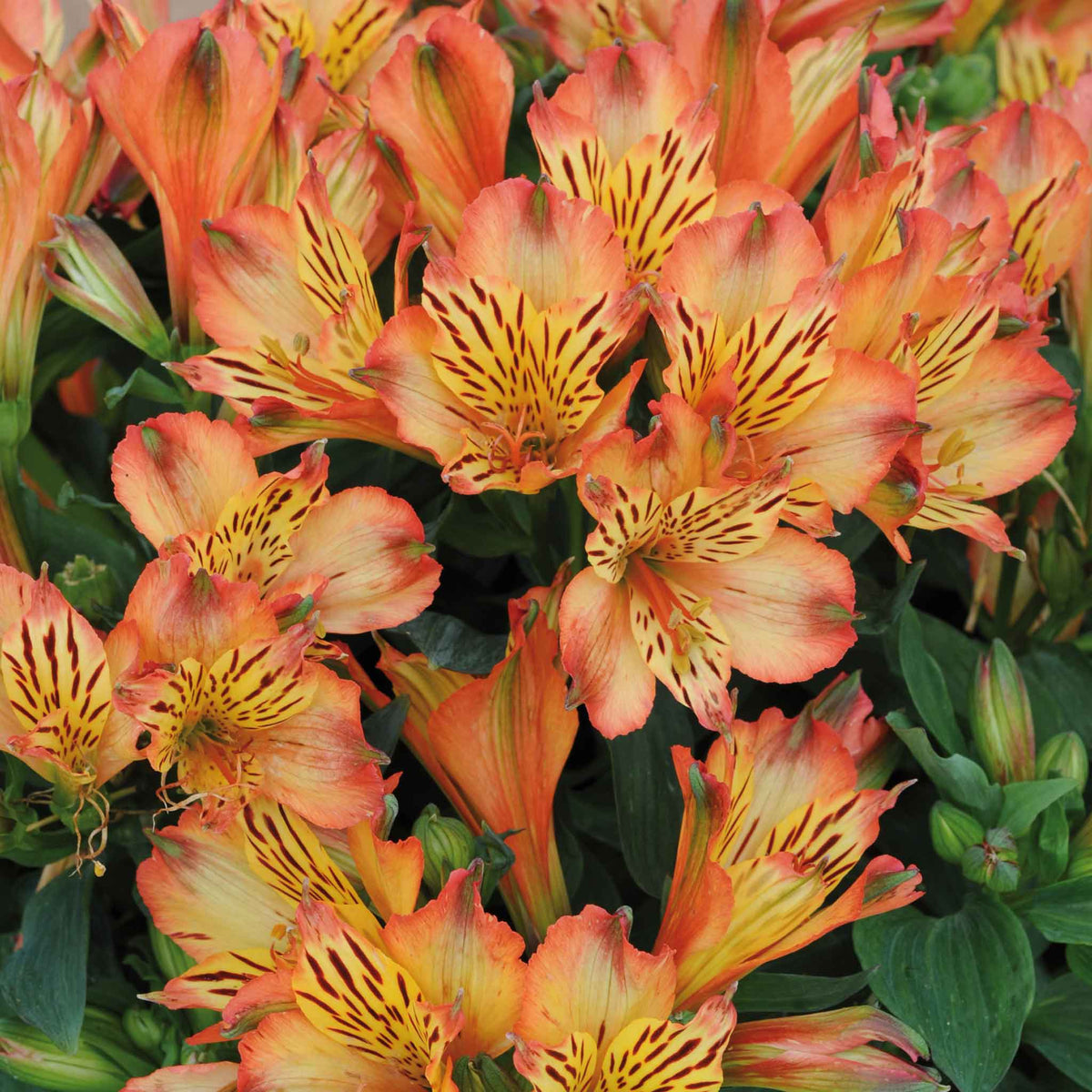 Alstroemeria 'inticancha Bryce' Peachy Orange Compact Perennial Jumbo Plug Plants | Set of 3 | Orange