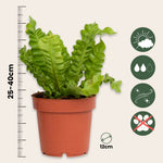 Bird's Nest Fern - Asplenium Nidus 'crispy Wave' - Height 25-40cm - ⌀12cm | Set of 1 | Green