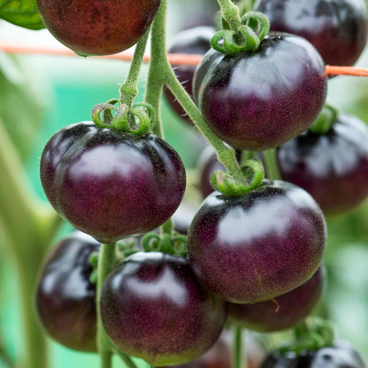 Indigo Cherry Drops Bush Tomato 9cm Plants | Set of 6