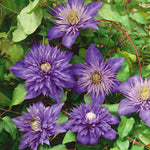 Clematis 'multi Blue' Navy-blue Double-flowered Climber | 3 x 7cm Plants | Blue & Green